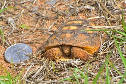 Juvenile gopher tortoise