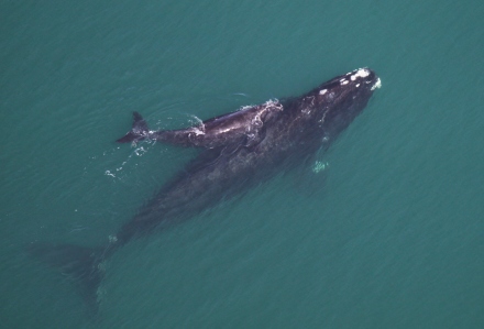 Right whale mom and calf