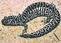 Adult frosted flatwoods salamander