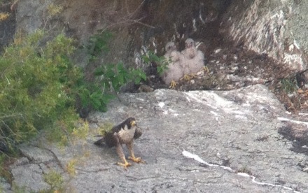 Peregrine falcons nest at Tallulah Gorge