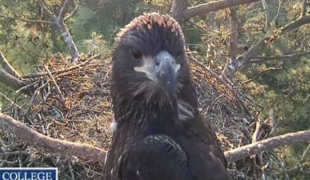 Berry College bald eagle fledgling
