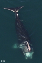 Right whale 4057