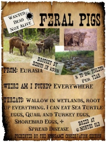 Feral pig poster