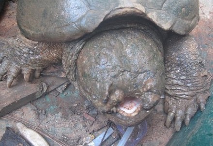 Uncommon snapping turtle