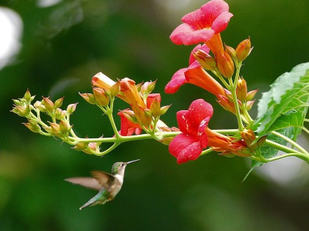 Trumpet creeper and hummingbird