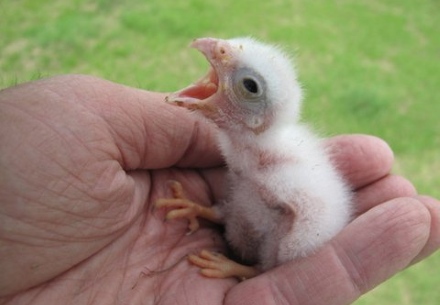 Kestrel chick