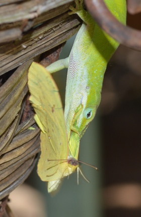 Green anole with butterfly. Terry W. Johnson