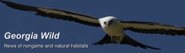Georgia Wild masthead: swallow-tailed kite