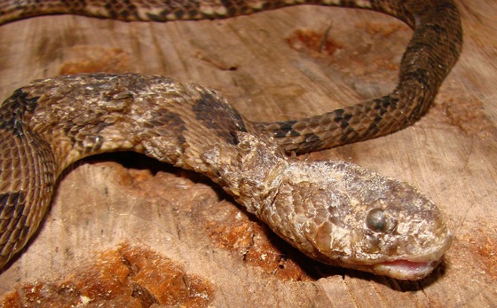 Brown watersnake with SFD