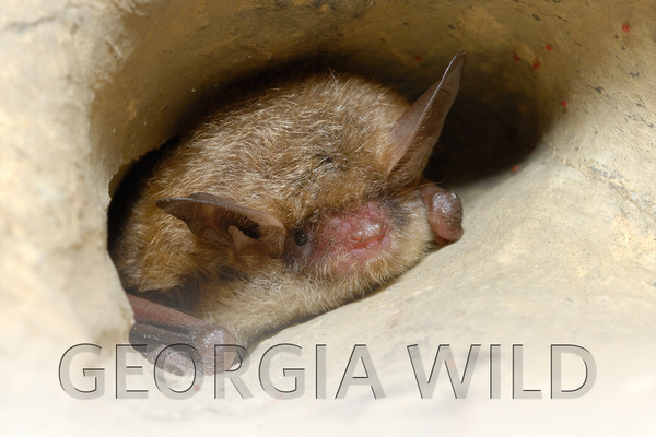 Georgia Wild masthead: tricolored bat (Pete Patttavina, USFWS)