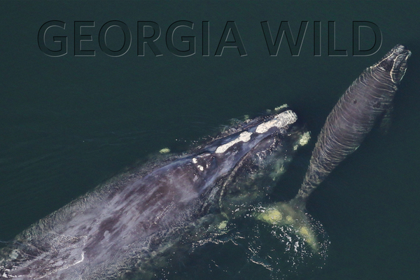 Georgia Wild masthead: North Atlantic right whales
