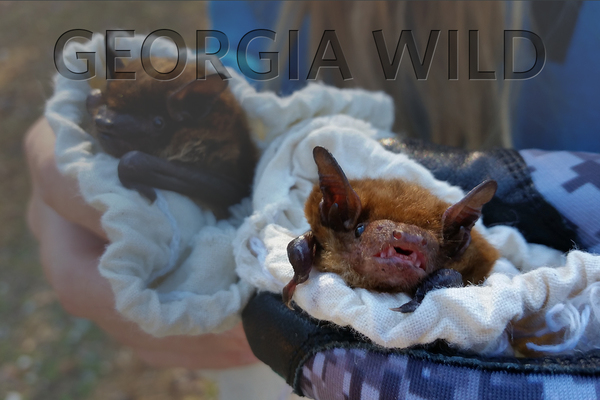 Georgia Wild masthead: bat rescue