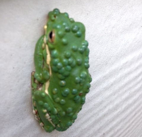 Green treefrog with trematodes