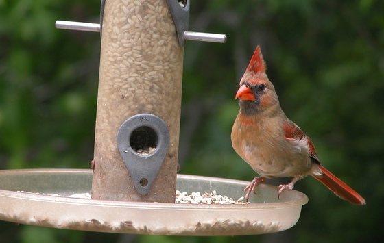 Female cardinal eating safflower seeds