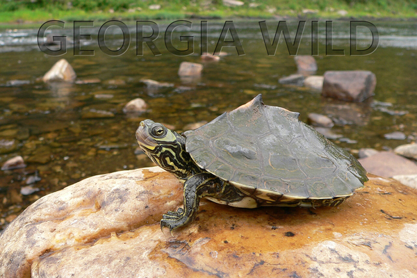 Georgia Wild masthead: Barbour's map turtle