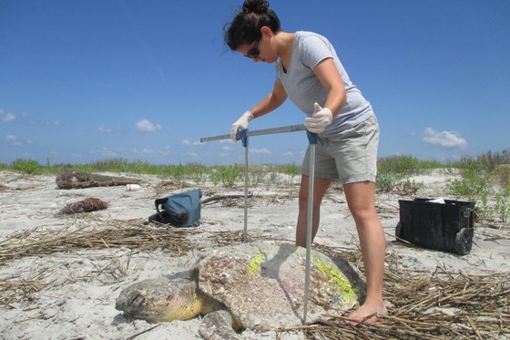 Assessing stranded loggerhead sea turtle