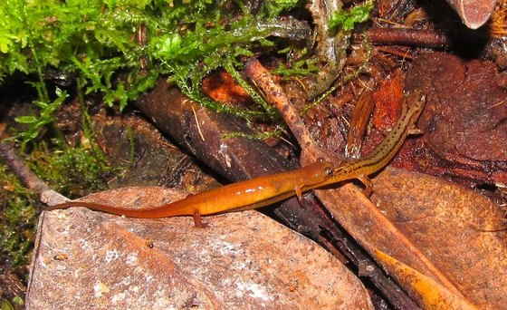 Patch-nosed salamanders (Tim Herman)
