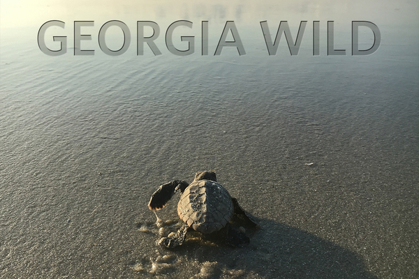 Georgia Wild masthead: sea turtle hatchling