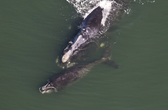 Right whale #1012 and calf (Sea to Shore Alliance)