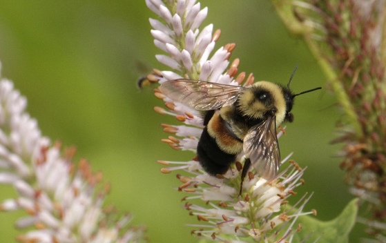 Rusty-patched bumblebee (Susan Day/UW-Madison Arboretum)