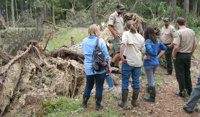 HPD Staff inspect hurricane damage to tree