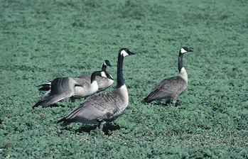 CanadaGeese