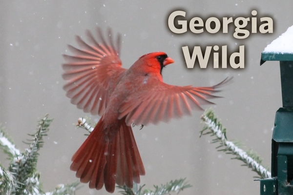 Georgia Wild masthead: northern cardinal (Josiah Lavender)