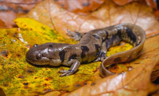 Tiger salamander (Greg Brashear)