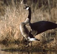 goose flapping wings