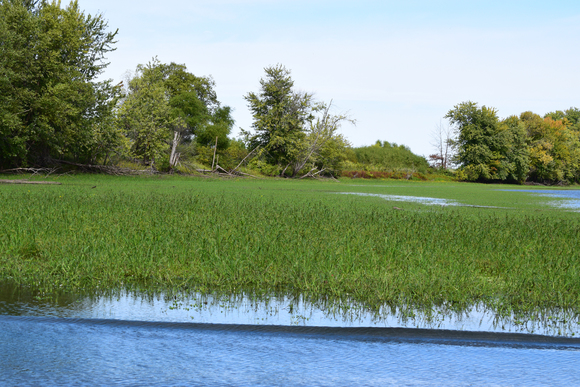 Lake Odessa flooded vegetation