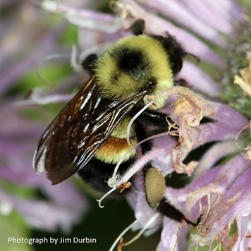 Rusty Patched Bumble Bee on a flower
