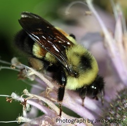 rusty patched bumble bee on a flower