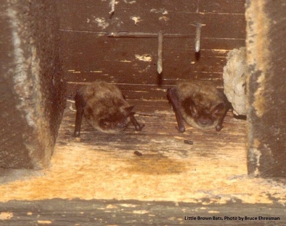 Roosting Little Brown Bats