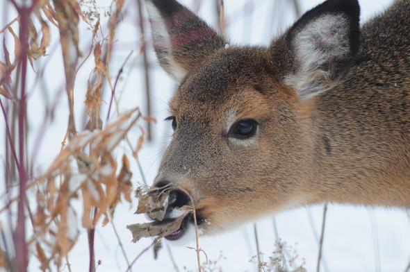 shotgun deer season approaches
