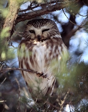 Northern Saw-whet Owl sitting in a conifer tree