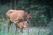cow-calf