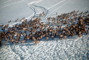 herd of elk
