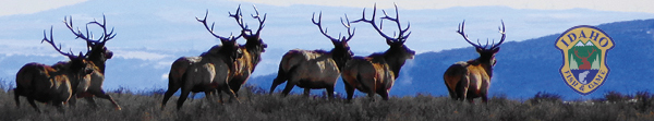elk on ridge