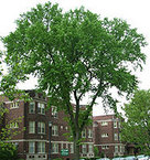 Elm