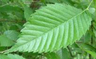 Elm Leaf