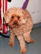 Found Dog