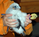 EPL Falcon