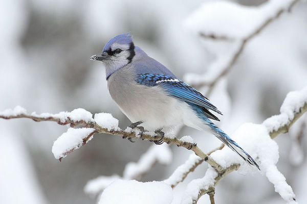 Bird in winter