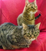 Cats Sweepi and Ferdinand