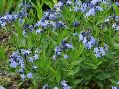 Livable Landscapes Plant