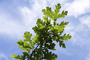 Oak Tree Leaves and Sky