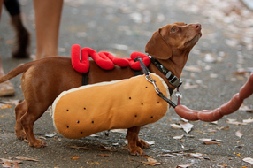 Dog in halloween costume