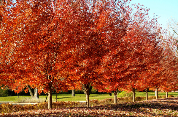 I Heart Trees - Vandell Cobb - Third Season