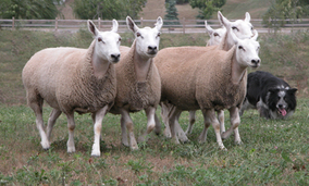 farm heritage festival