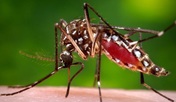 Zika mosquito